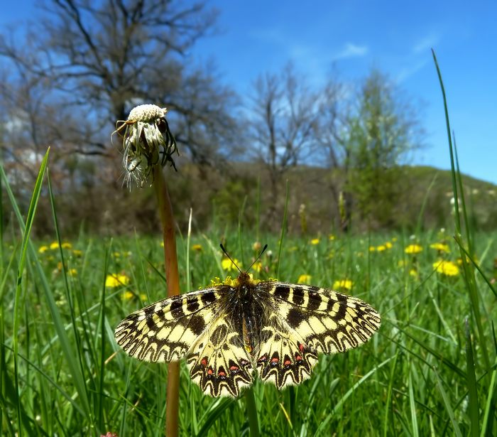 Farfalle della Val Nerina (e dintorni)